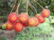 Rambutan